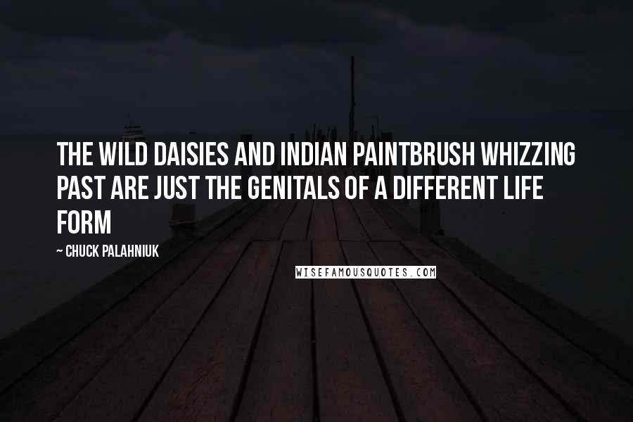 Chuck Palahniuk Quotes: The wild daisies and Indian paintbrush whizzing past are just the genitals of a different life form