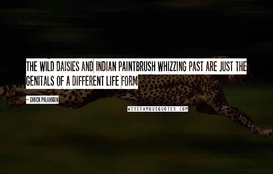 Chuck Palahniuk Quotes: The wild daisies and Indian paintbrush whizzing past are just the genitals of a different life form