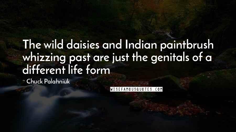 Chuck Palahniuk Quotes: The wild daisies and Indian paintbrush whizzing past are just the genitals of a different life form