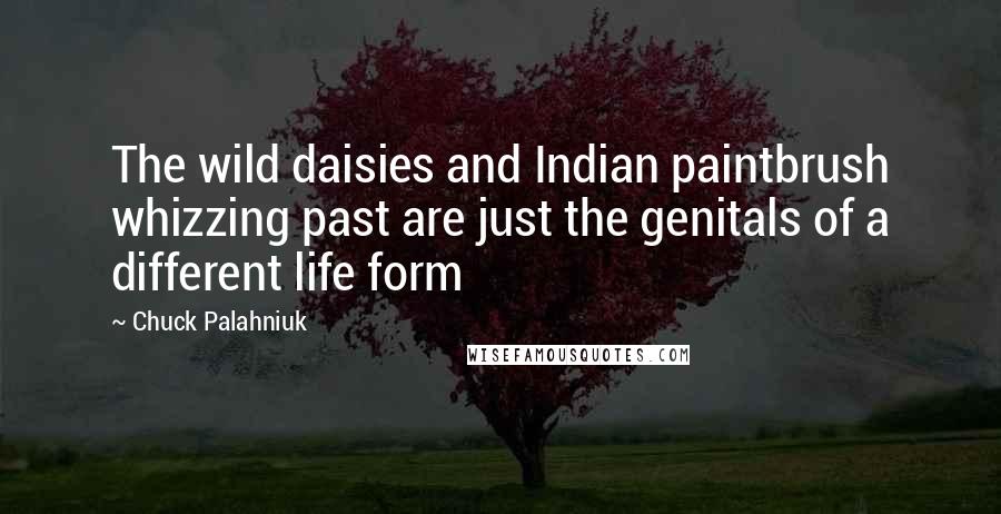 Chuck Palahniuk Quotes: The wild daisies and Indian paintbrush whizzing past are just the genitals of a different life form