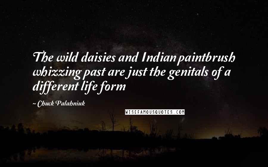 Chuck Palahniuk Quotes: The wild daisies and Indian paintbrush whizzing past are just the genitals of a different life form
