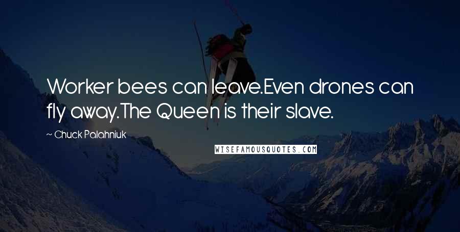 Chuck Palahniuk Quotes: Worker bees can leave.Even drones can fly away.The Queen is their slave.