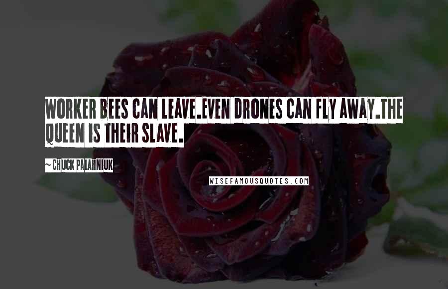 Chuck Palahniuk Quotes: Worker bees can leave.Even drones can fly away.The Queen is their slave.