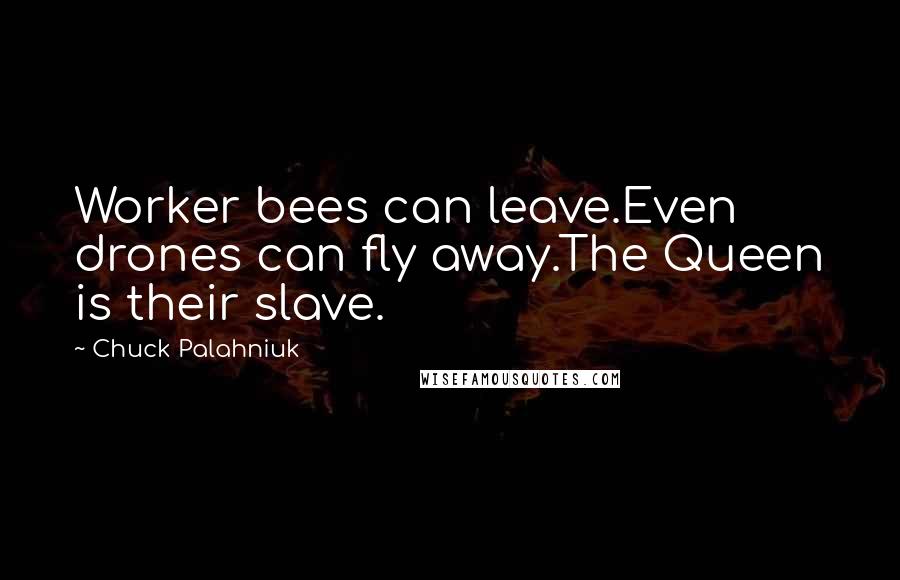 Chuck Palahniuk Quotes: Worker bees can leave.Even drones can fly away.The Queen is their slave.