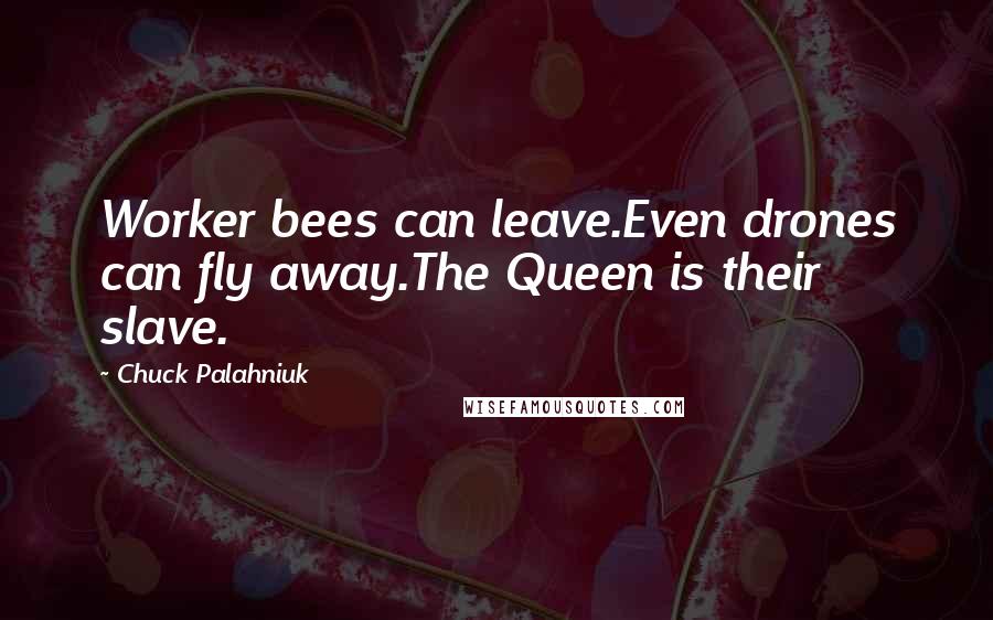 Chuck Palahniuk Quotes: Worker bees can leave.Even drones can fly away.The Queen is their slave.