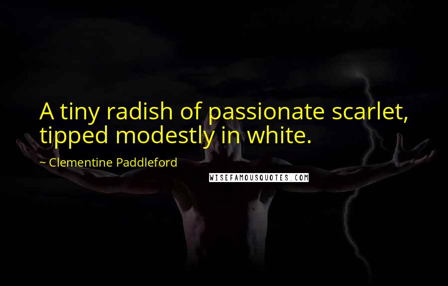 Clementine Paddleford Quotes: A tiny radish of passionate scarlet, tipped modestly in white.