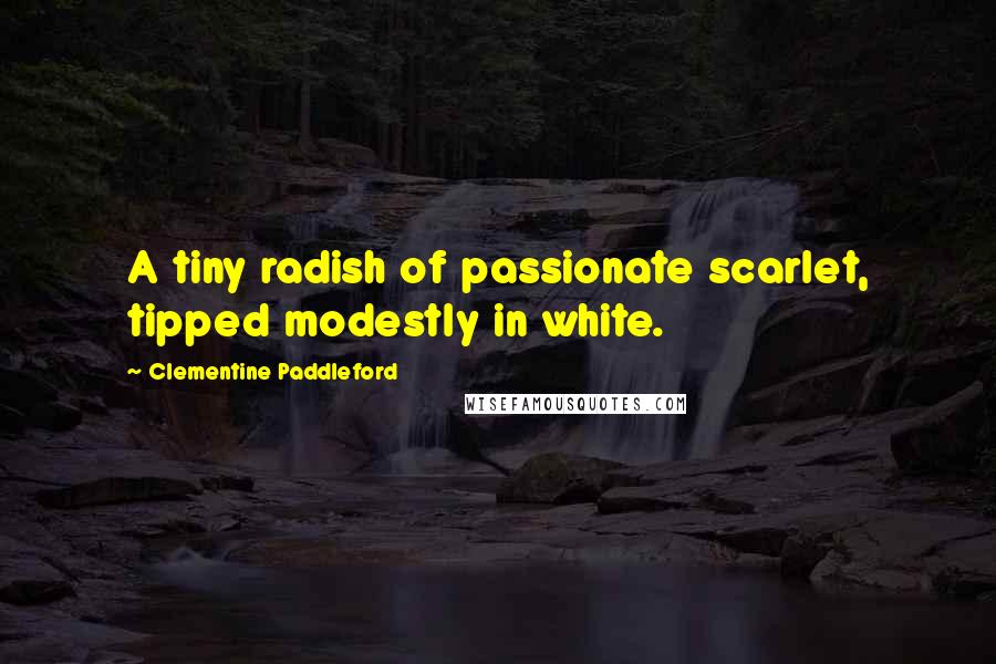 Clementine Paddleford Quotes: A tiny radish of passionate scarlet, tipped modestly in white.