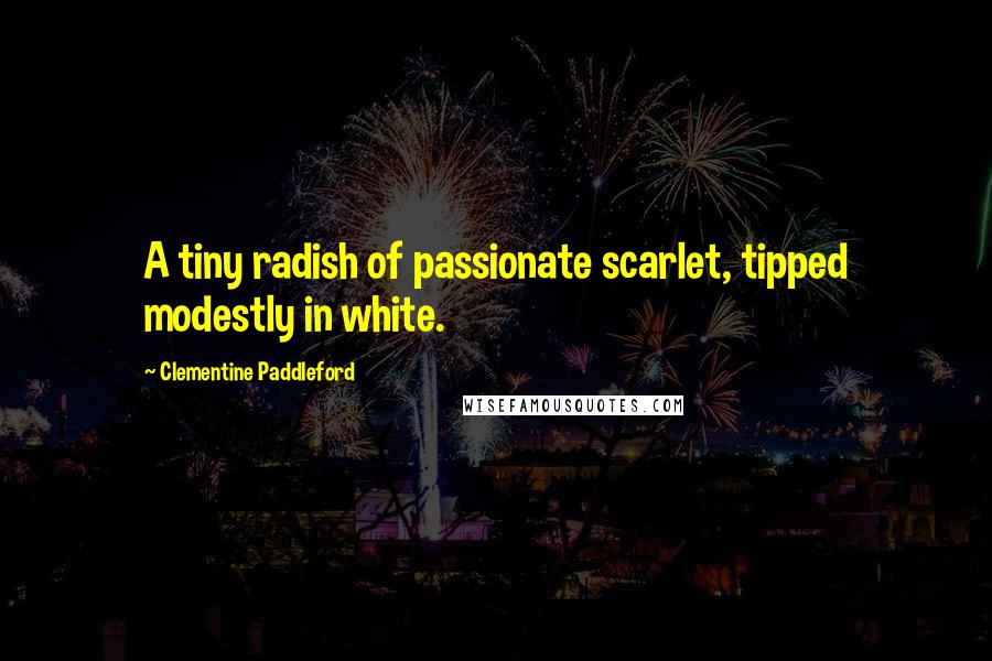 Clementine Paddleford Quotes: A tiny radish of passionate scarlet, tipped modestly in white.