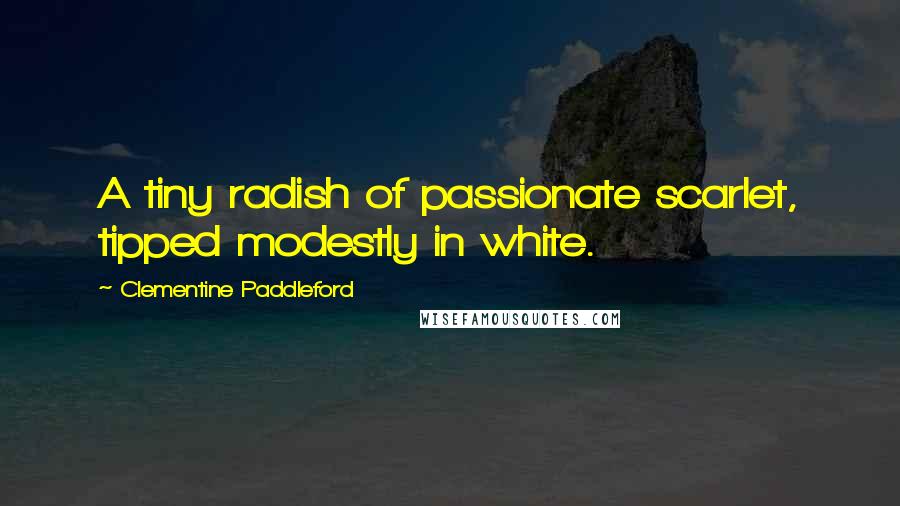 Clementine Paddleford Quotes: A tiny radish of passionate scarlet, tipped modestly in white.