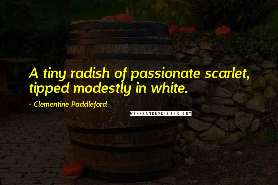 Clementine Paddleford Quotes: A tiny radish of passionate scarlet, tipped modestly in white.