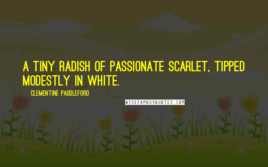 Clementine Paddleford Quotes: A tiny radish of passionate scarlet, tipped modestly in white.