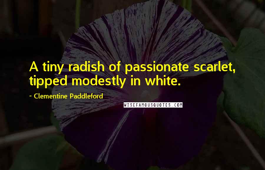 Clementine Paddleford Quotes: A tiny radish of passionate scarlet, tipped modestly in white.