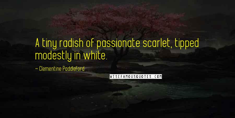 Clementine Paddleford Quotes: A tiny radish of passionate scarlet, tipped modestly in white.