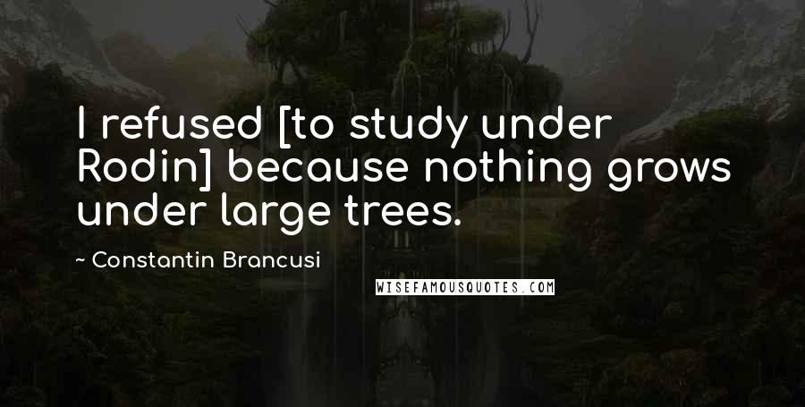 Constantin Brancusi Quotes: I refused [to study under Rodin] because nothing grows under large trees.