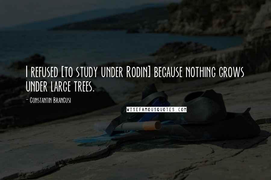 Constantin Brancusi Quotes: I refused [to study under Rodin] because nothing grows under large trees.