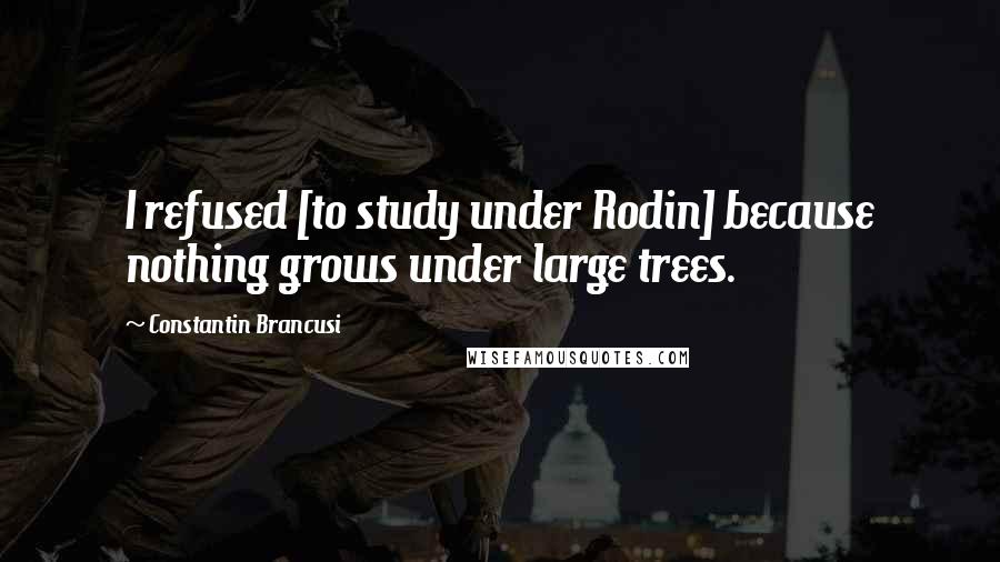 Constantin Brancusi Quotes: I refused [to study under Rodin] because nothing grows under large trees.