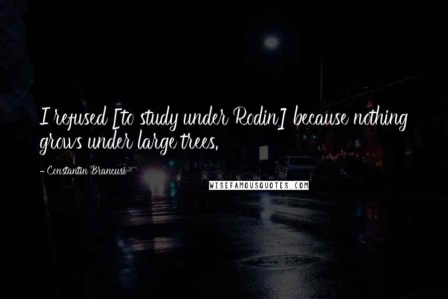 Constantin Brancusi Quotes: I refused [to study under Rodin] because nothing grows under large trees.