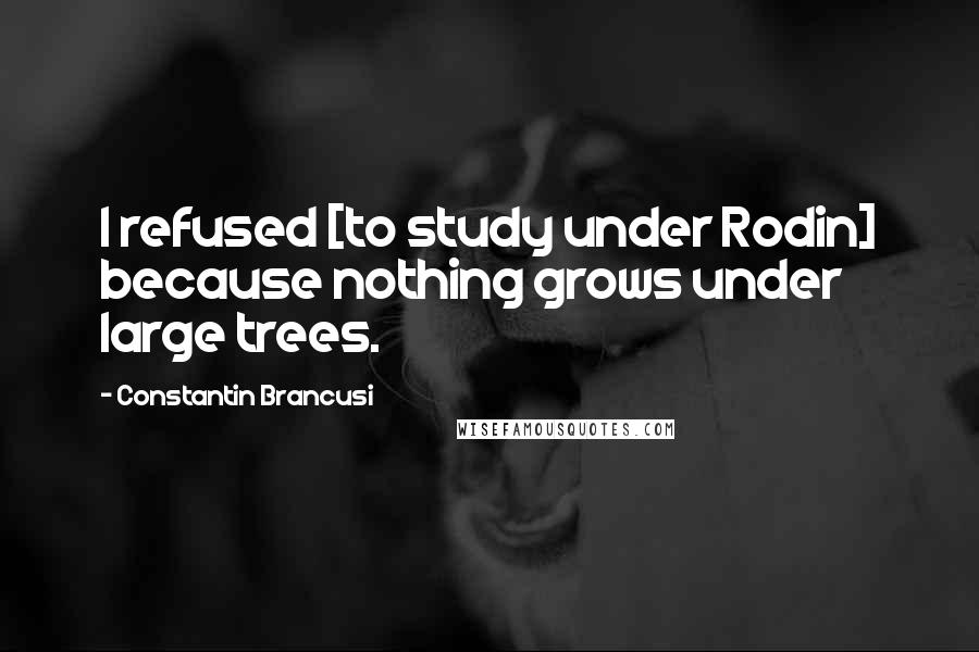 Constantin Brancusi Quotes: I refused [to study under Rodin] because nothing grows under large trees.