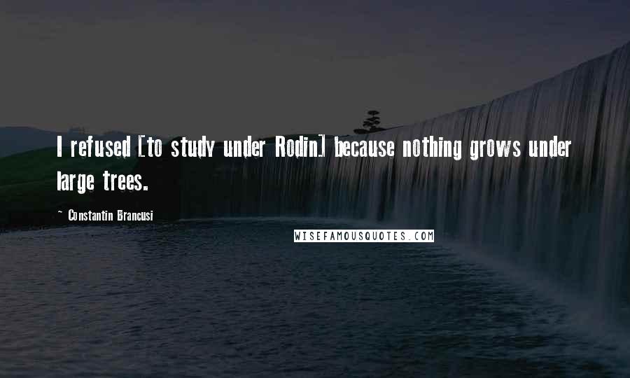 Constantin Brancusi Quotes: I refused [to study under Rodin] because nothing grows under large trees.