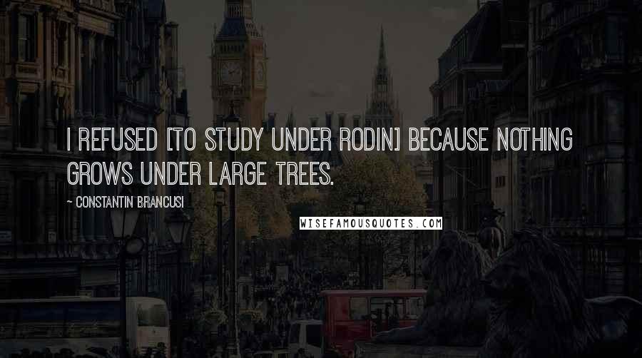 Constantin Brancusi Quotes: I refused [to study under Rodin] because nothing grows under large trees.