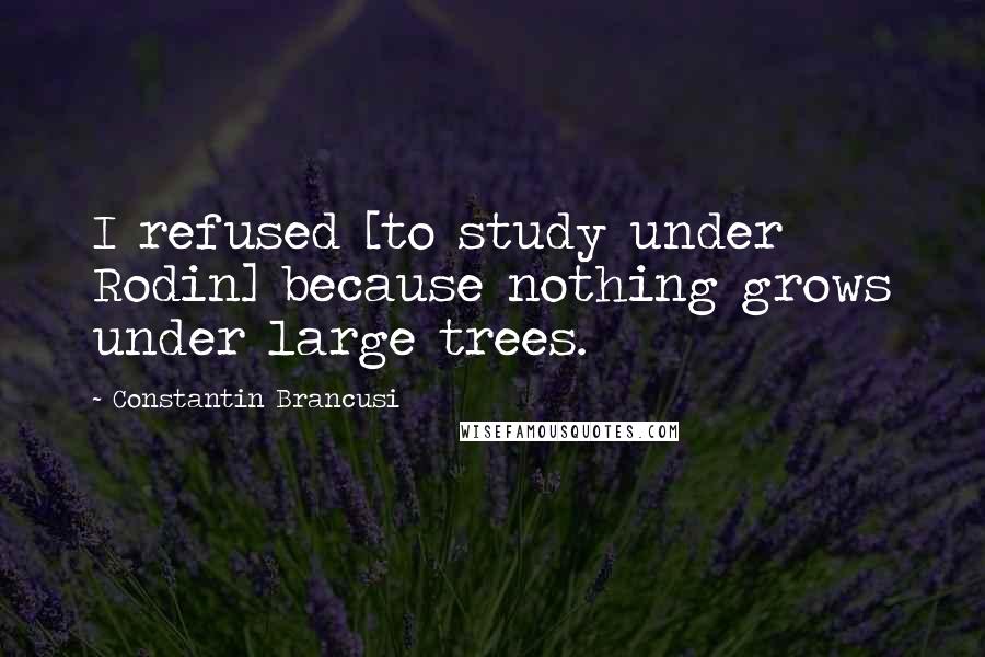 Constantin Brancusi Quotes: I refused [to study under Rodin] because nothing grows under large trees.