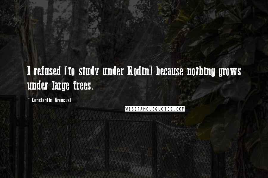 Constantin Brancusi Quotes: I refused [to study under Rodin] because nothing grows under large trees.