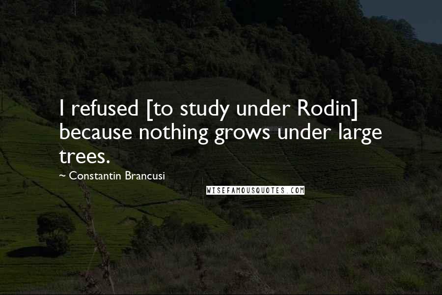 Constantin Brancusi Quotes: I refused [to study under Rodin] because nothing grows under large trees.