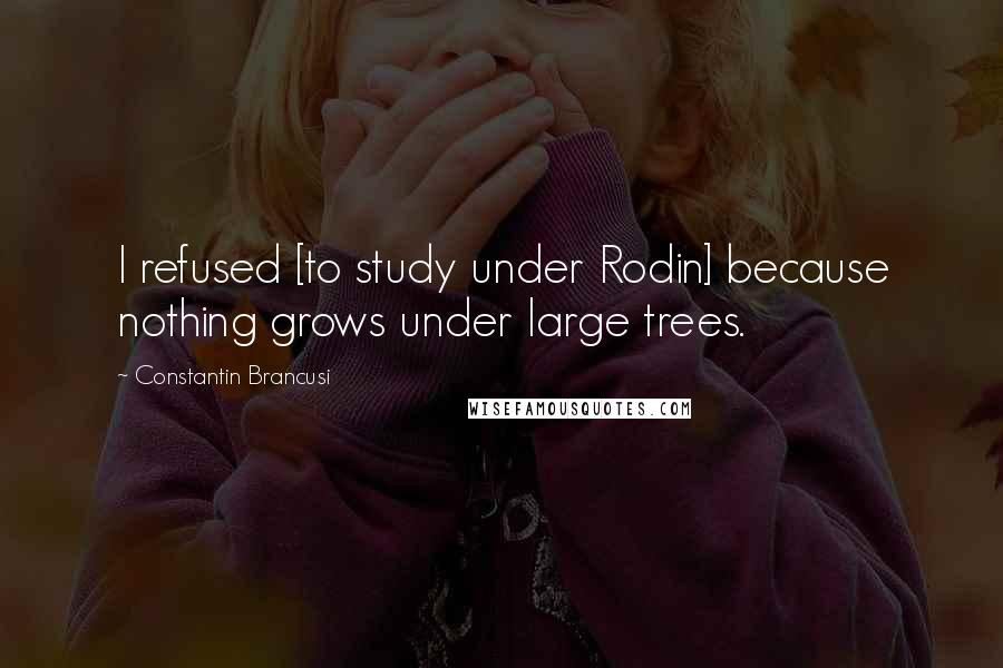 Constantin Brancusi Quotes: I refused [to study under Rodin] because nothing grows under large trees.