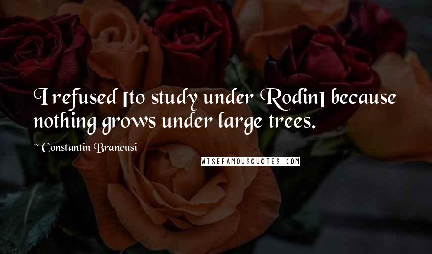 Constantin Brancusi Quotes: I refused [to study under Rodin] because nothing grows under large trees.