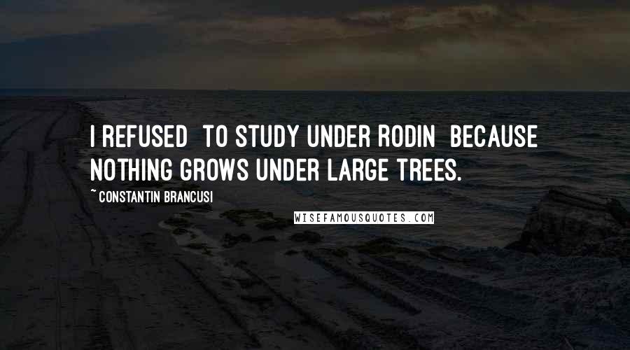 Constantin Brancusi Quotes: I refused [to study under Rodin] because nothing grows under large trees.