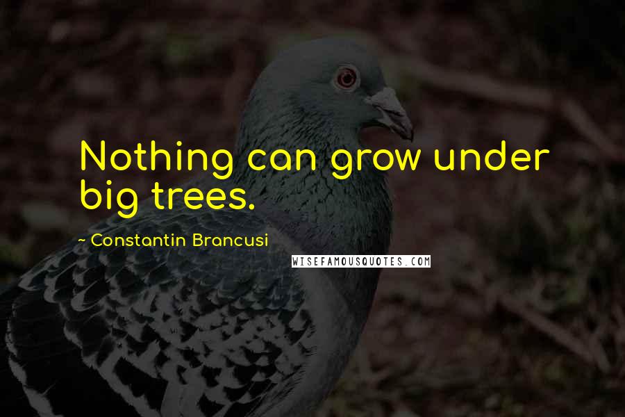 Constantin Brancusi Quotes: Nothing can grow under big trees.