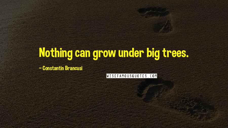 Constantin Brancusi Quotes: Nothing can grow under big trees.