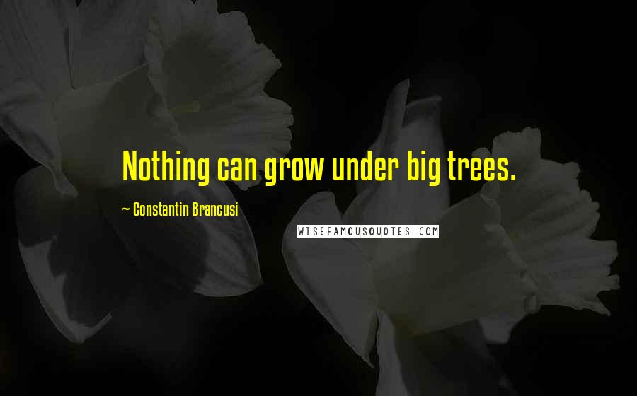 Constantin Brancusi Quotes: Nothing can grow under big trees.