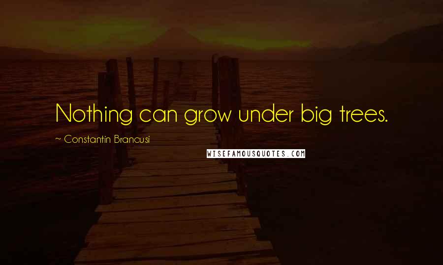 Constantin Brancusi Quotes: Nothing can grow under big trees.