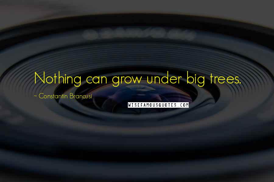 Constantin Brancusi Quotes: Nothing can grow under big trees.