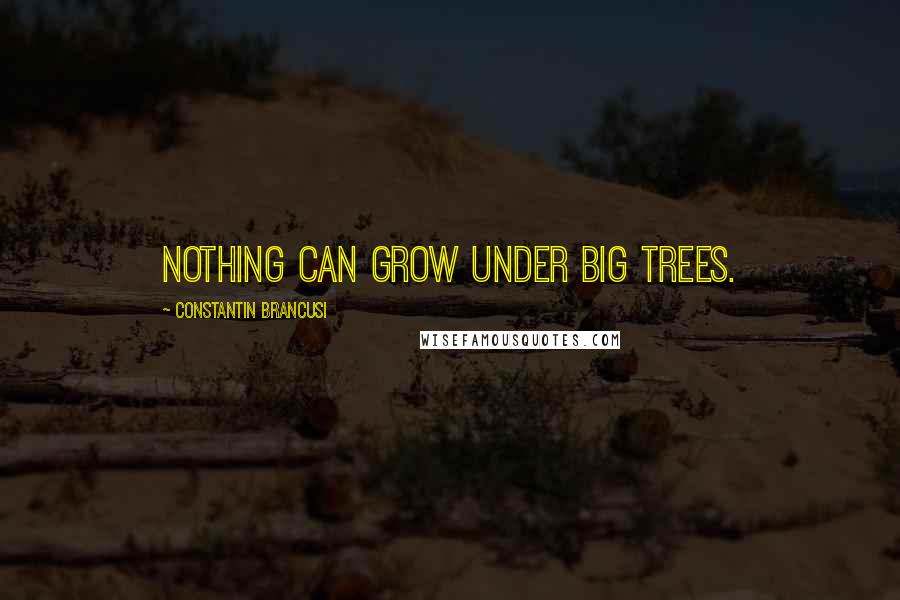 Constantin Brancusi Quotes: Nothing can grow under big trees.