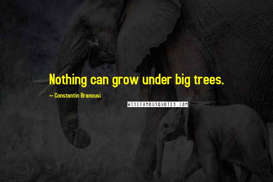 Constantin Brancusi Quotes: Nothing can grow under big trees.