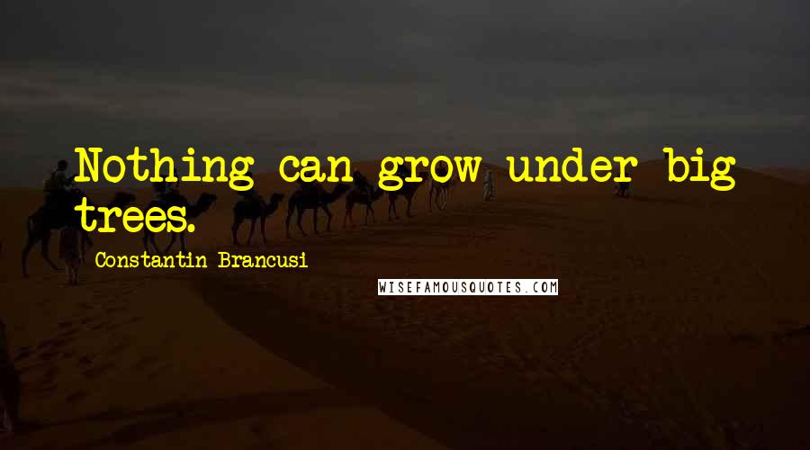 Constantin Brancusi Quotes: Nothing can grow under big trees.