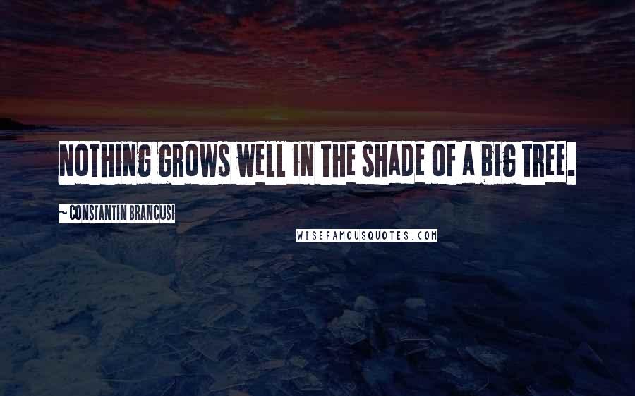 Constantin Brancusi Quotes: Nothing grows well in the shade of a big tree.