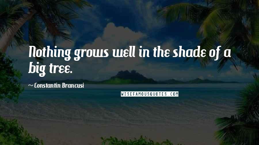 Constantin Brancusi Quotes: Nothing grows well in the shade of a big tree.