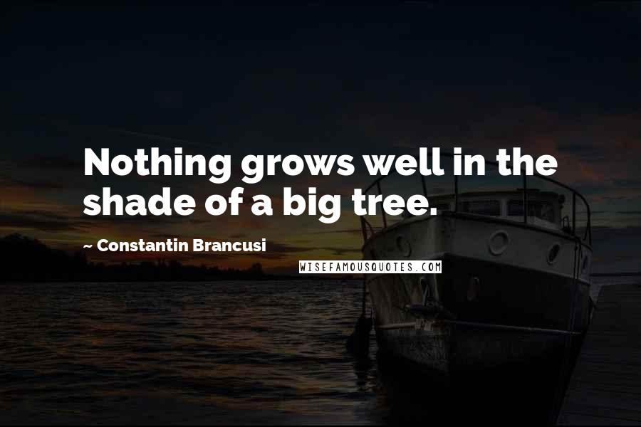 Constantin Brancusi Quotes: Nothing grows well in the shade of a big tree.