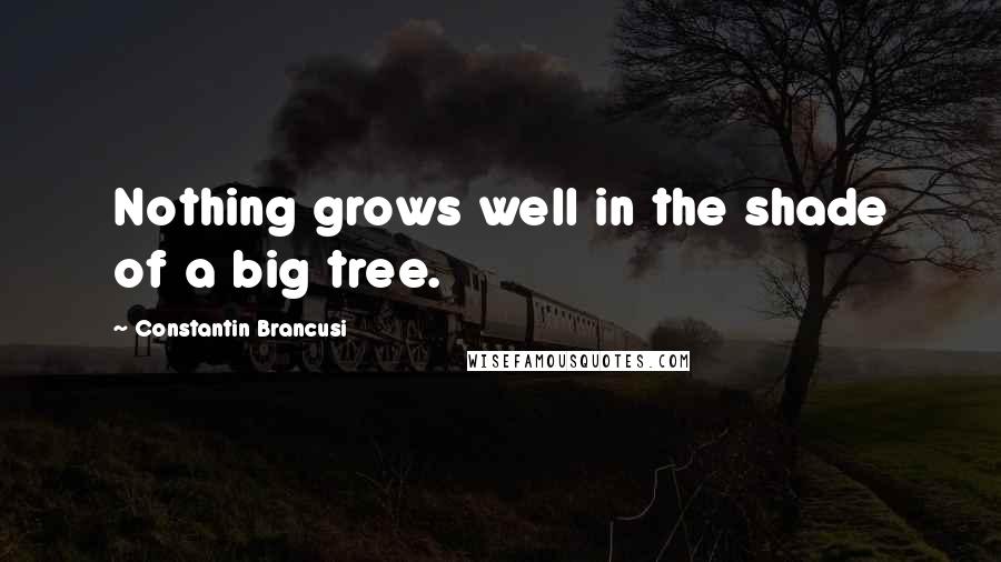 Constantin Brancusi Quotes: Nothing grows well in the shade of a big tree.