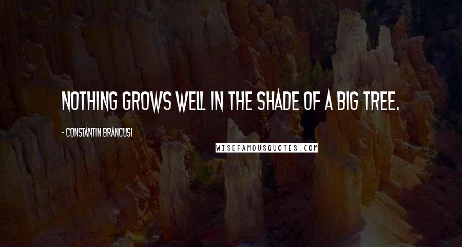 Constantin Brancusi Quotes: Nothing grows well in the shade of a big tree.
