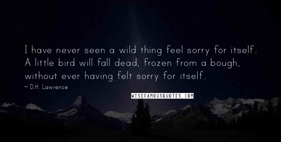 D.H. Lawrence Quotes: I have never seen a wild thing feel sorry for itself. A little bird will fall dead, frozen from a bough, without ever having felt sorry for itself.