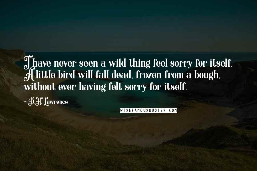 D.H. Lawrence Quotes: I have never seen a wild thing feel sorry for itself. A little bird will fall dead, frozen from a bough, without ever having felt sorry for itself.