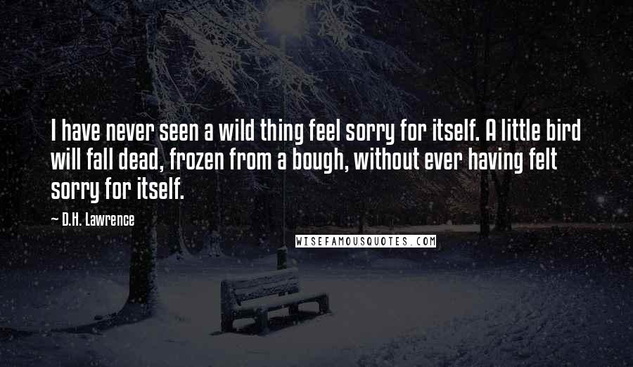 D.H. Lawrence Quotes: I have never seen a wild thing feel sorry for itself. A little bird will fall dead, frozen from a bough, without ever having felt sorry for itself.