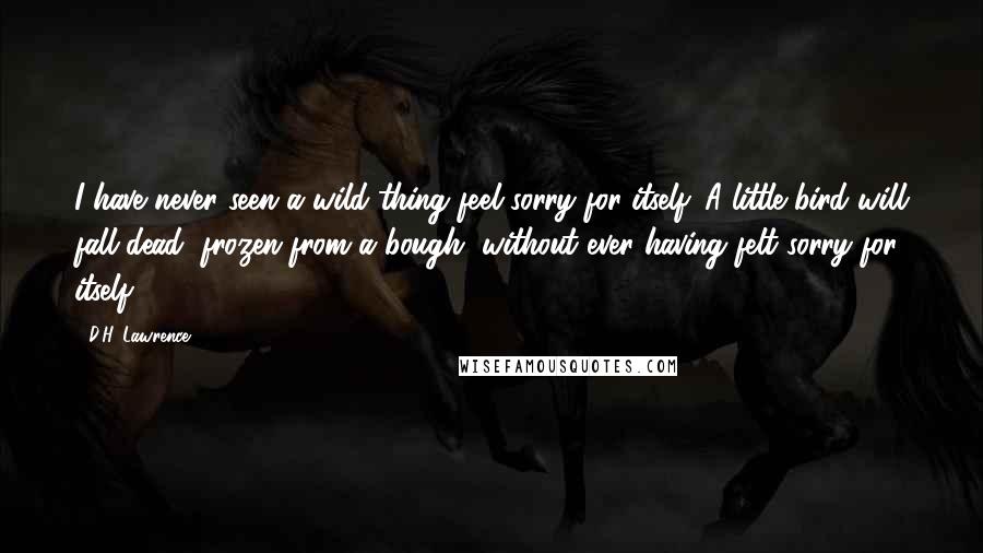 D.H. Lawrence Quotes: I have never seen a wild thing feel sorry for itself. A little bird will fall dead, frozen from a bough, without ever having felt sorry for itself.