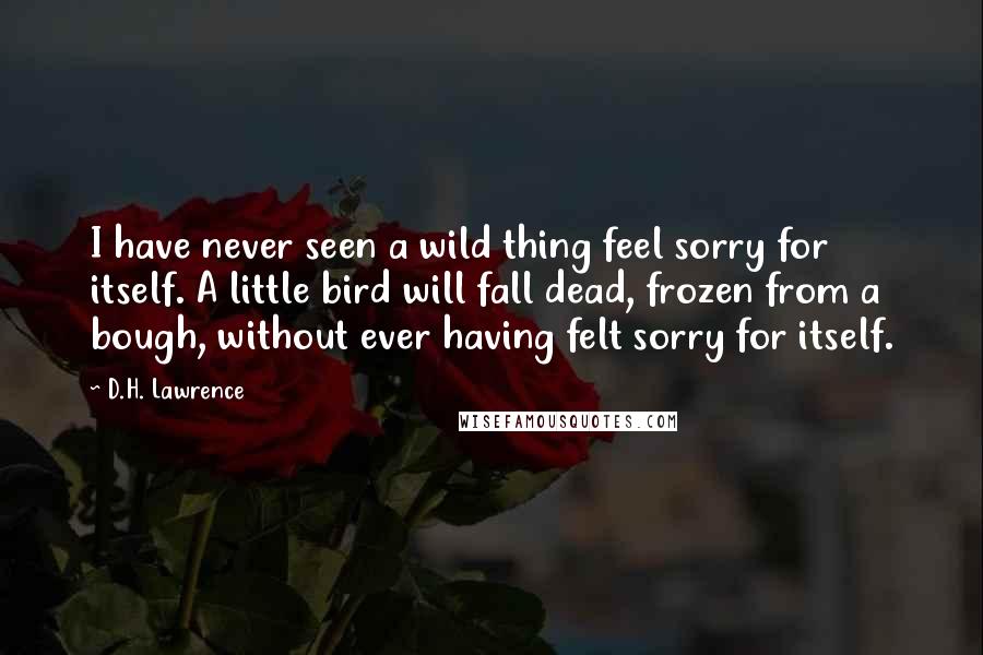D.H. Lawrence Quotes: I have never seen a wild thing feel sorry for itself. A little bird will fall dead, frozen from a bough, without ever having felt sorry for itself.