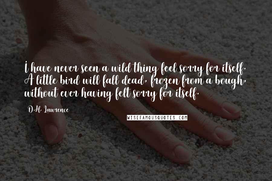 D.H. Lawrence Quotes: I have never seen a wild thing feel sorry for itself. A little bird will fall dead, frozen from a bough, without ever having felt sorry for itself.