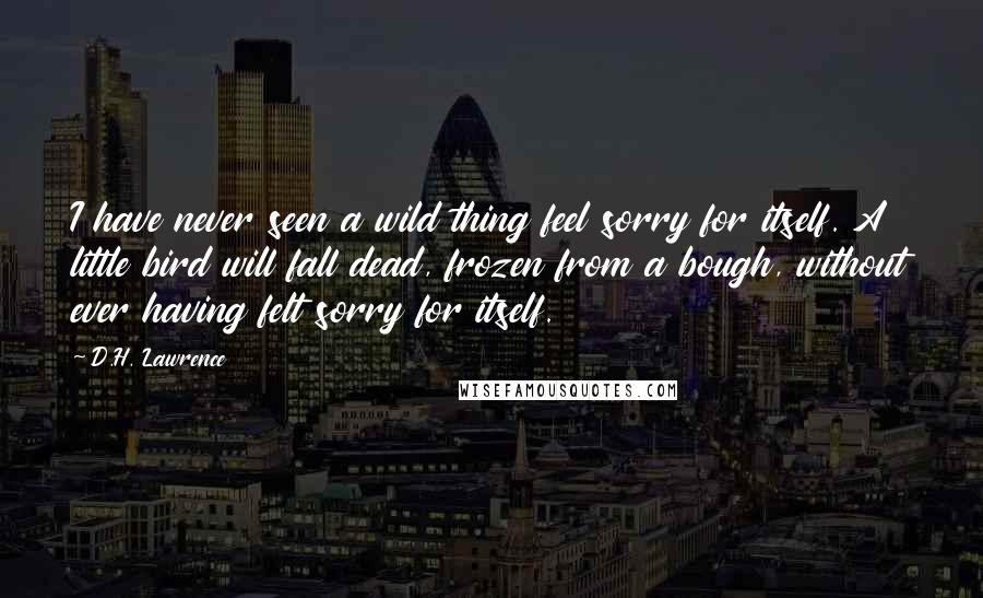 D.H. Lawrence Quotes: I have never seen a wild thing feel sorry for itself. A little bird will fall dead, frozen from a bough, without ever having felt sorry for itself.